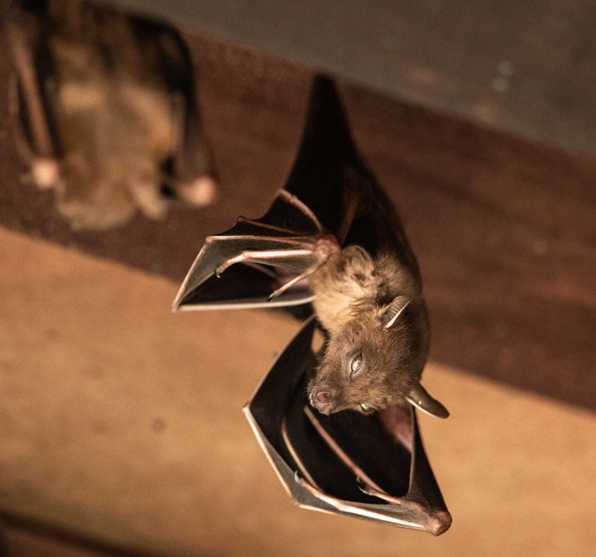 Wildlife-Bats in Knoxville